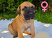 Great Dane x Cane corso puppies