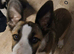 Border collie girl for sale