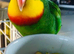 Barraband Parrot semi tame