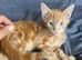 Male kittens