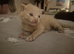 X2 female kittens