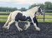 Perfect family gelding