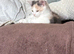 Last little girl looking for home.