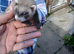 Baby ferret kits