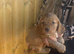 Cocker spaniel