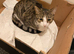 Riri- 1 year old female Tabby and White mixed cat!