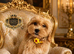 Exquisite Esponjoso Royal maltipoo Boy