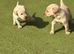 Labrador puppy&rsquo;s