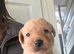 KC registered fox red Labradors