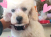 BEAUTIFUL TEDDY BEAR PUPPY FOR SALE