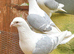 saddle homer pigeons
