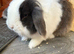 Blue Lion lop
