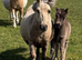 Mini Shetland colt