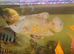 large parrot Oscars fish