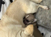 Gorgeous Boy Chihuahua Puppy &ndash; Single Pup Litter (Strong & Healthy!)