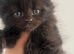 Maine coon mix bengal kitten