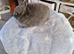Pure bred Netherland Dwarf Blue girl