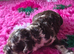 Extensively health tested parents! f1b mini cockapoo