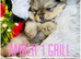 2  grill beautiful pomerian for sell