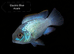 Electric Blue Acara fish