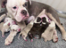 Olde English bulldog puppies !!