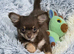 Urgent / Chihuahua puppy