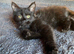 Longhaired black female kitten