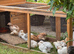 Pekin Bantam chicks
