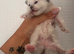 Ragdoll kittens