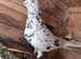 Pigeons for sale