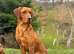 Exceptional fox red labrador puppies