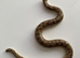 RUSSIAN BROWN SAND BOA