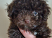 READY NOW! Poochon pups