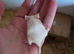 I have mice, nice colours