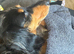 4 year old miniature Dachsound female
