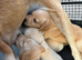 Beautiful Labrador retriever puppies