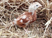 Female chicks chickens hens