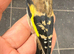 2026 goldfinch gray male