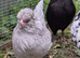 Lavender & Black Araucana Bantams, Blue eggs layers