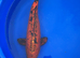 Doitsu kin aka bekko koi 53cm