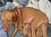 Champion Bred Hungarian Vizsla Puppies 0.9% COI 5 Generation KC Registered