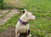 Female pocket bully abkc
