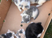 5 beautiful kittens