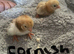 Hatching eggs chicken, duck,quail