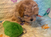 Beautiful Maltipoo Puppies