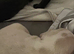 French bulldog puppies ready now for new family