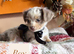 Lilic&cream chiweenies