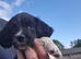 2 beautiful springer pups