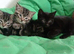 black brown spriped kittens