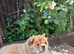 Female Chow for sale